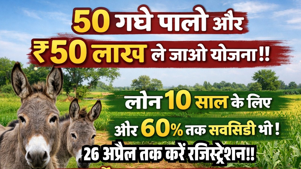 Donkey Farming Scheme 2026